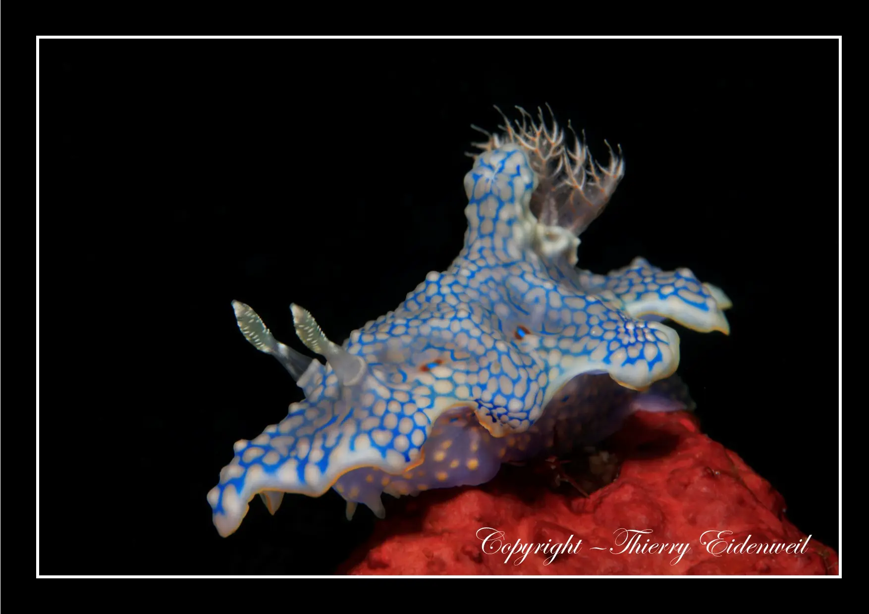 Anilao Macro Dive Media Highlight